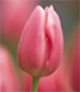 Skagit Valley Tulip Festival